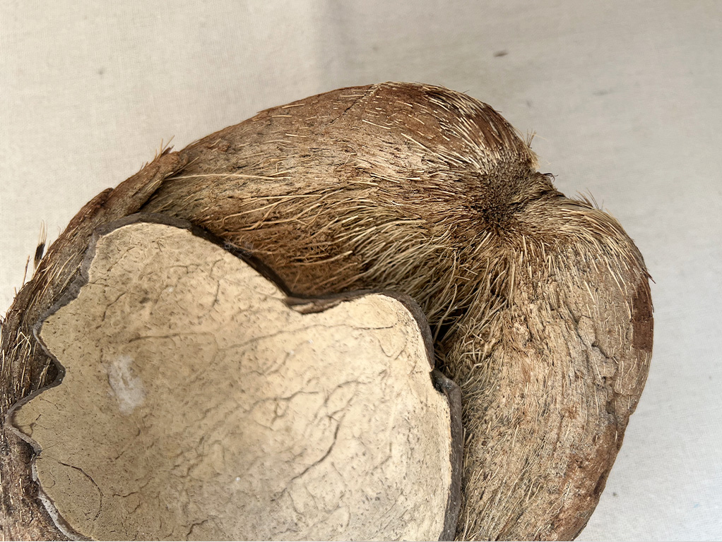 ココナッツ（ヤシの実）