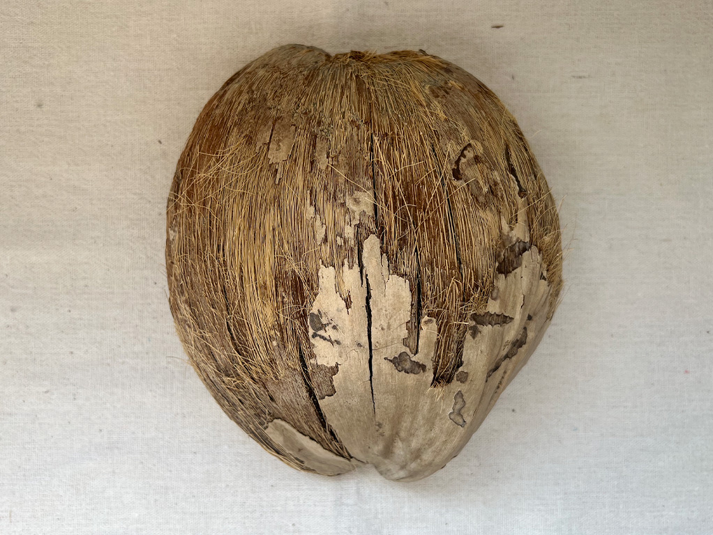 ココナッツ（ヤシの実）