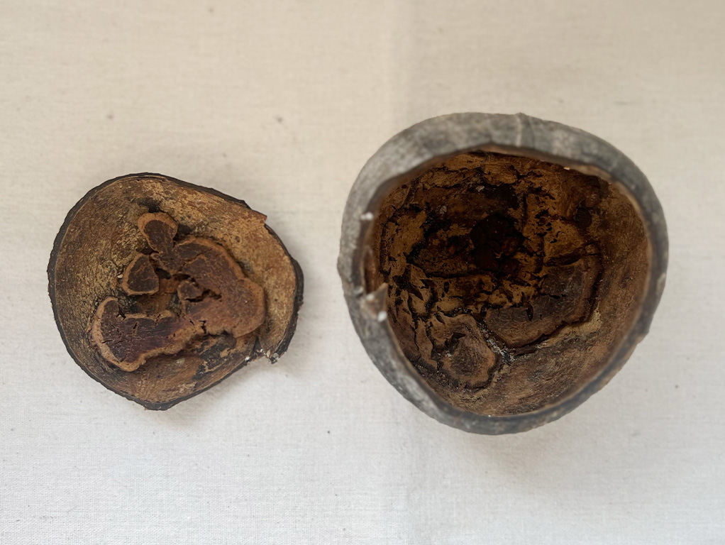 ココナッツ（ヤシの実）