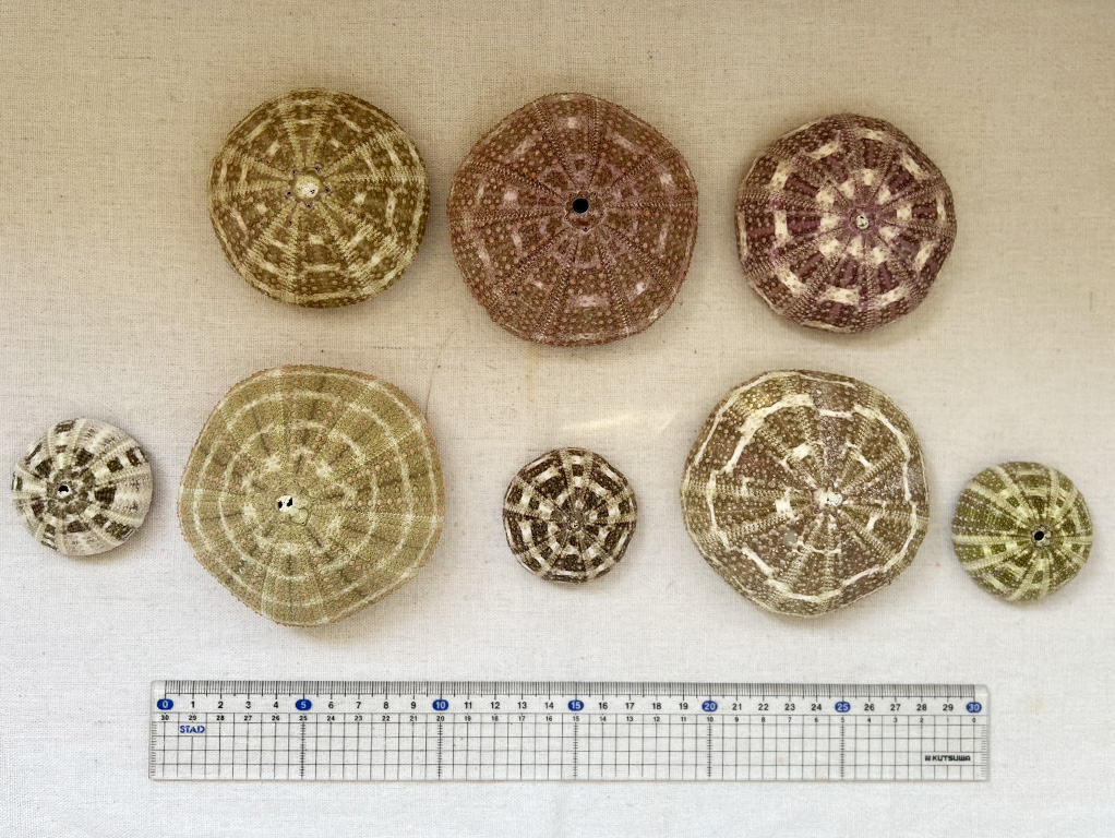 ラッパウニ（アルフォンスウーチン）