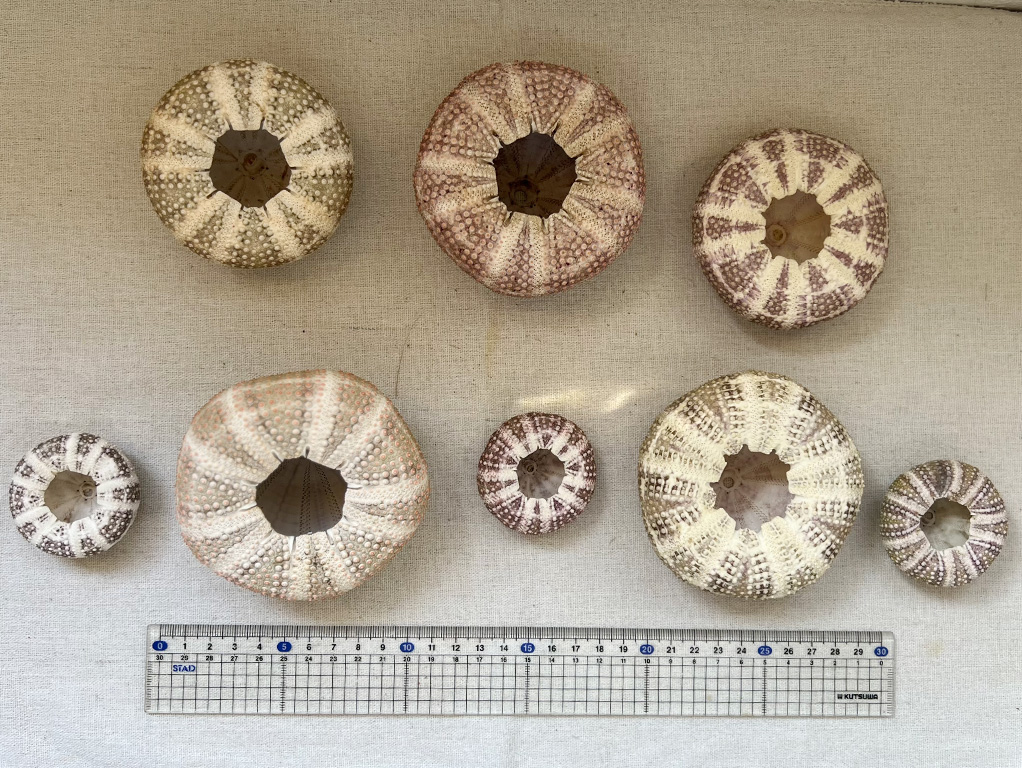 ラッパウニ（アルフォンスウーチン）