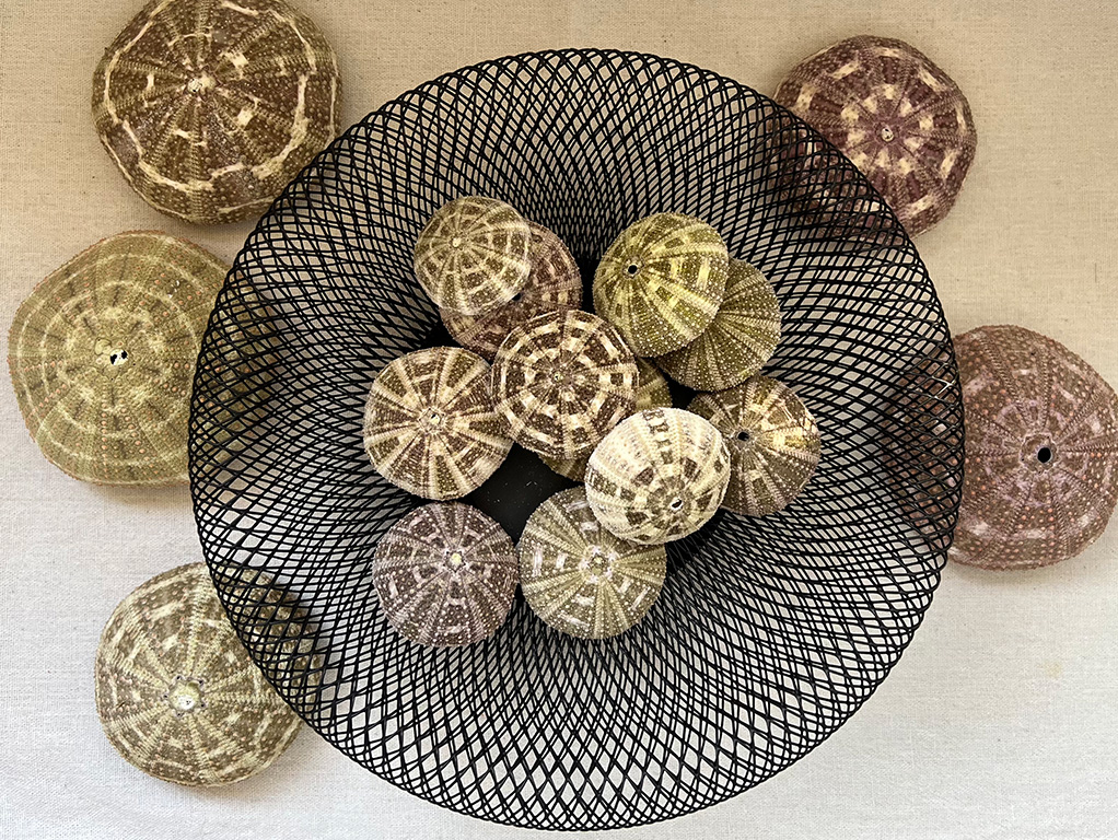 ラッパウニ（アルフォンスウーチン）