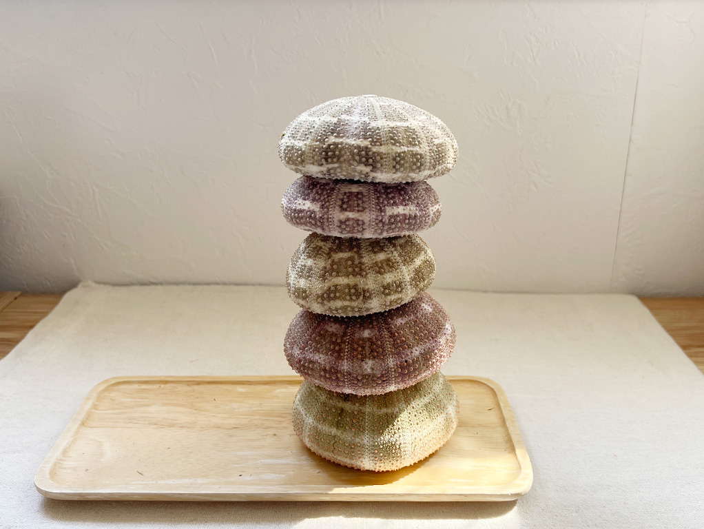 ラッパウニ（アルフォンスウーチン）