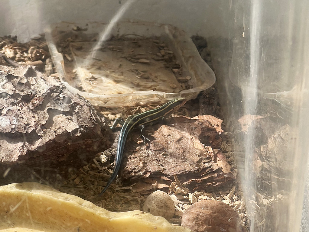 ニホントカゲの飼育