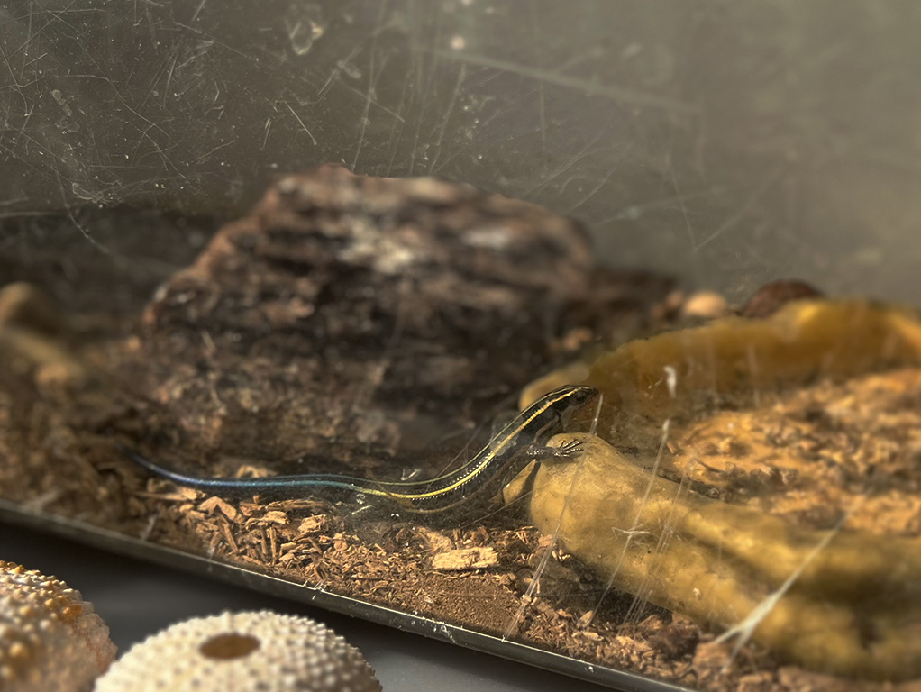 ニホントカゲの飼育