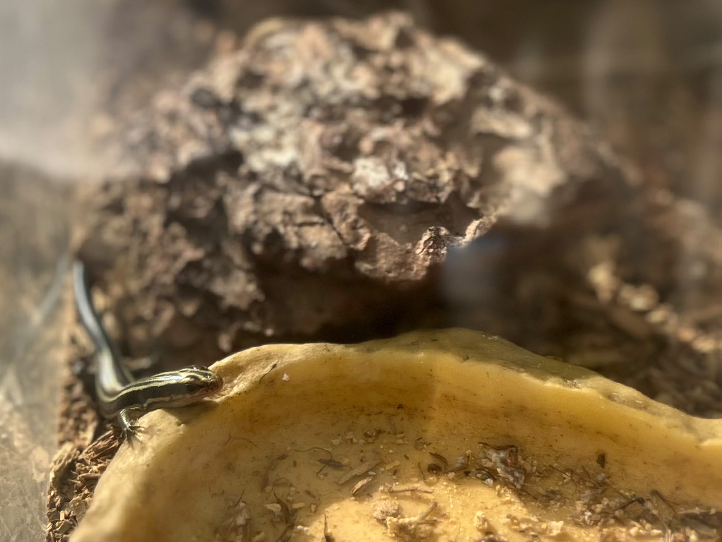 ニホントカゲの飼育