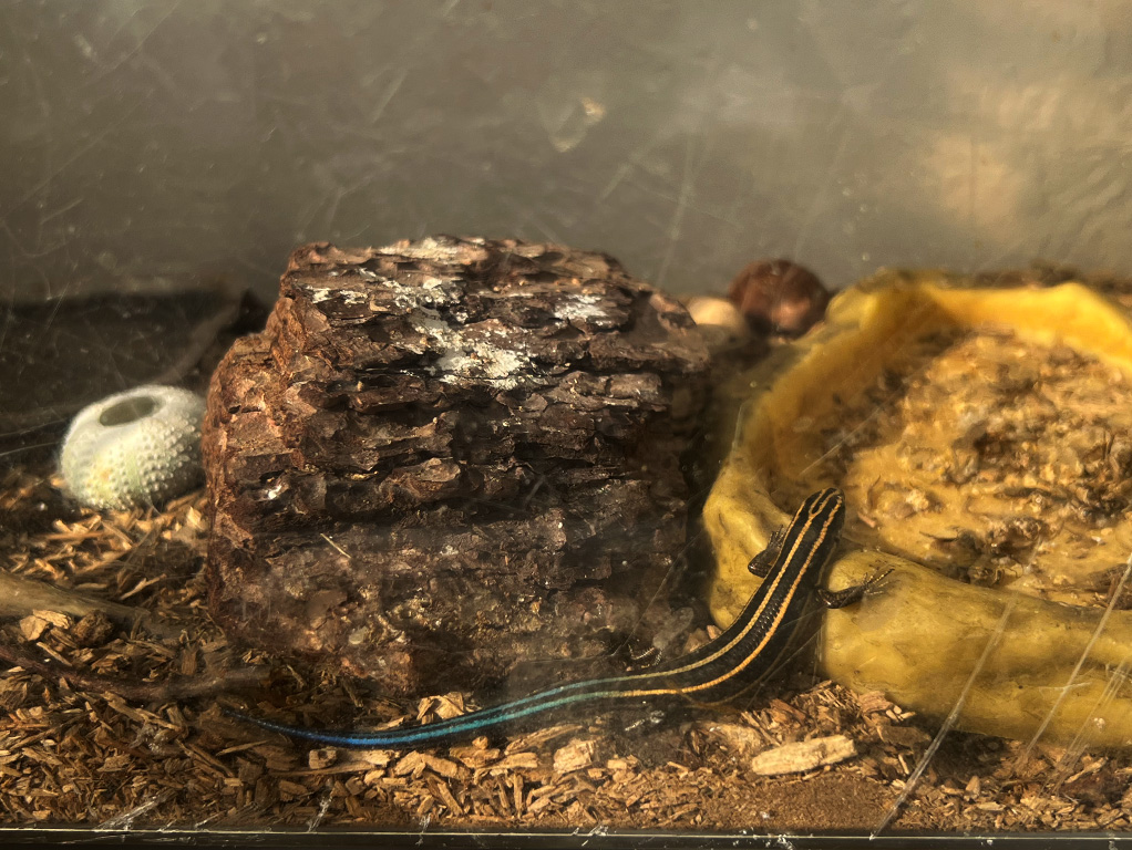 ニホントカゲの飼育