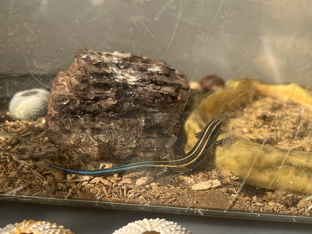 ニホントカゲの飼育