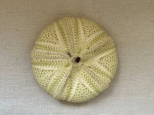 アカオニガゼの標本