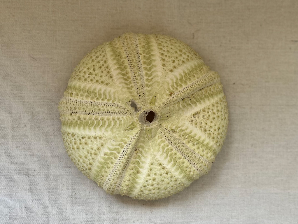 アカオニガゼの標本