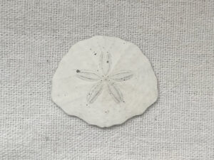 ハスノハカシパン