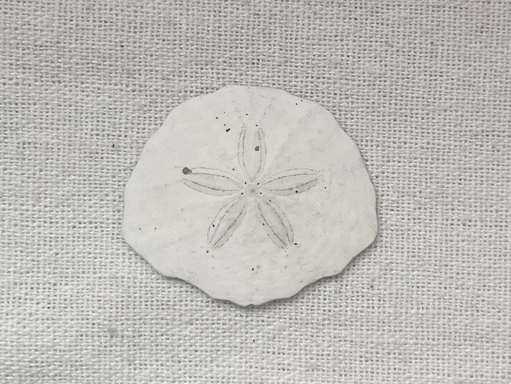 ハスノハカシパン